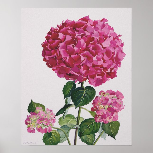 Hydrangea Poster (Front)