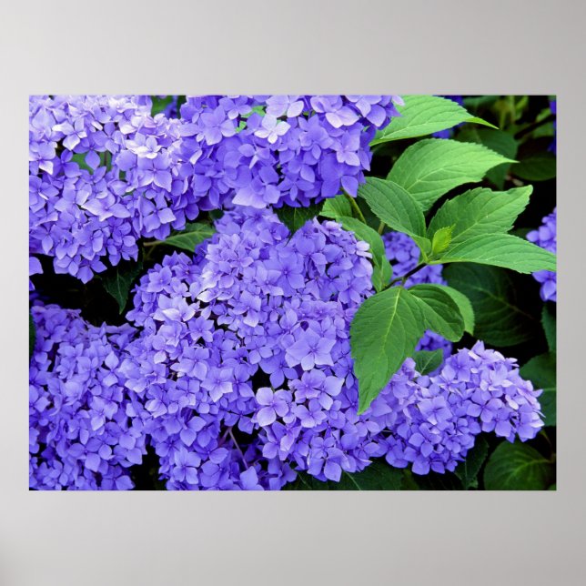 Hydrangea Poster (Front)
