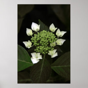 Hydrangea Poster