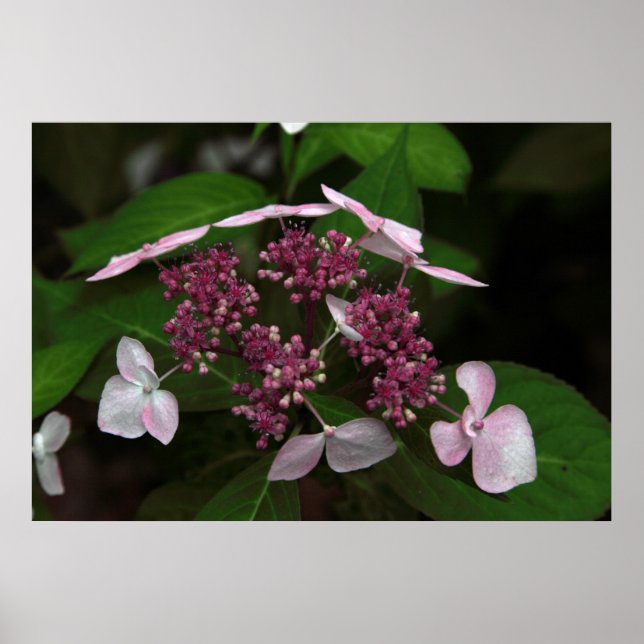 Hydrangea Poster (Front)