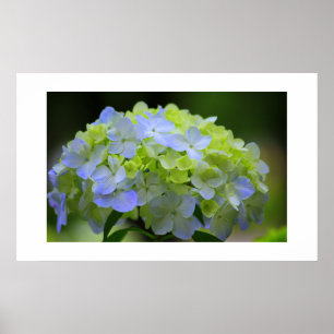 Hydrangea Poster