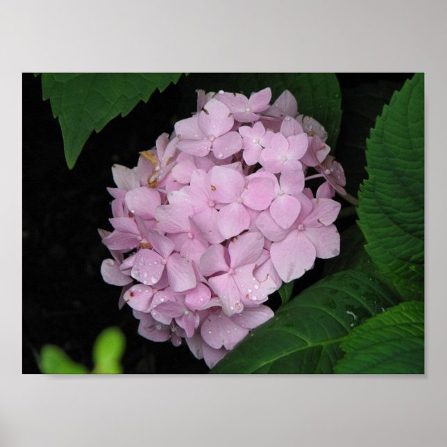 Hydrangea Poster (Front)