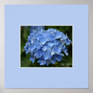 Hydrangea Print