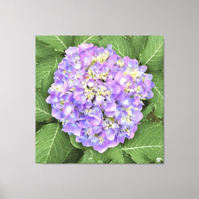 Hydrangea - Purple - Canvas Print (Front)