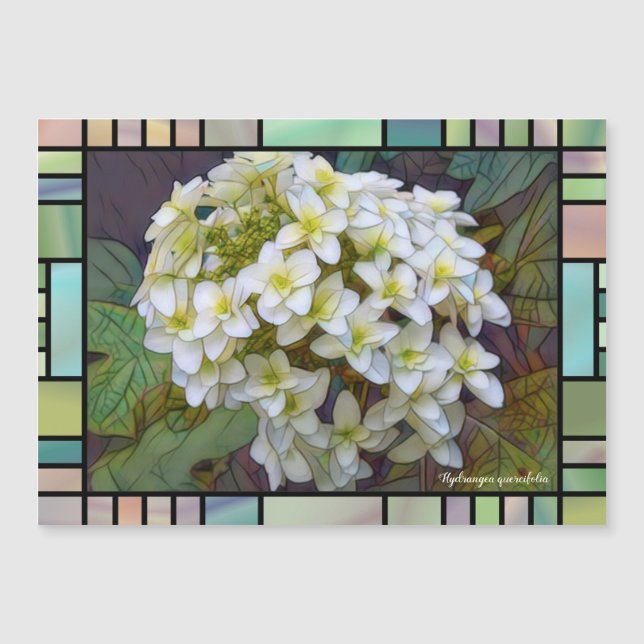 Hydrangea quercifolia [Magnet Card] (Front)