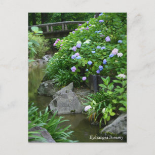 Hydrangea Scenery：Postcard Postcard