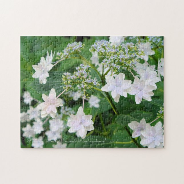Hydrangea 'Sumida-no-hanabi' [Jigsaw puzzle: 252P] Jigsaw Puzzle (Horizontal)