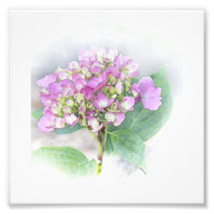 Hydrangea Vignette Photo Print