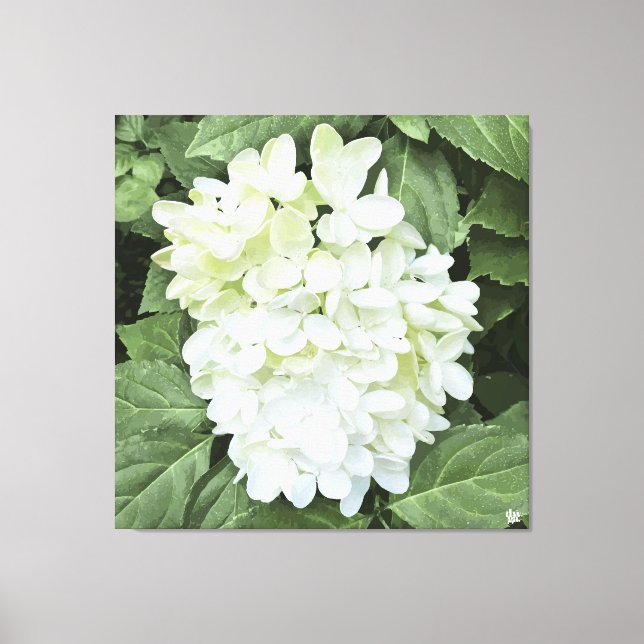 Hydrangea - White - Canvas Print (Front)