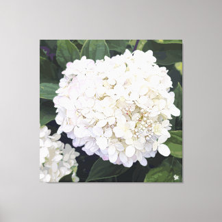 Hydrangea - White & Purple Blush - Print on Canvas