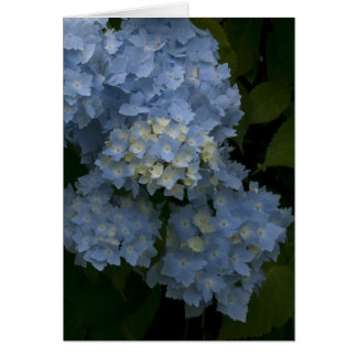 Hydrangeas