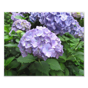 Hydrangeas at Trebah Gardens, Cornwall Photo Print