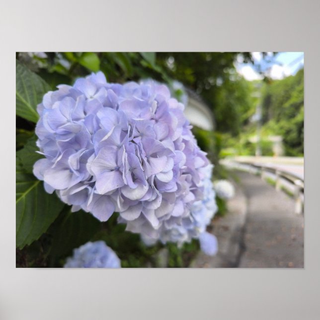 Hydrangeas by the Roadside – Nature Photography Poster (Front)