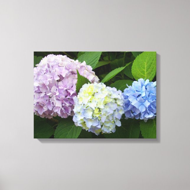 Hydrangeas Canvas Print (Front)