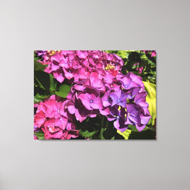 Hydrangeas Canvas Print (Front)