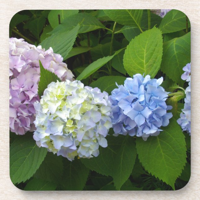 Hydrangeas Coaster (Front)