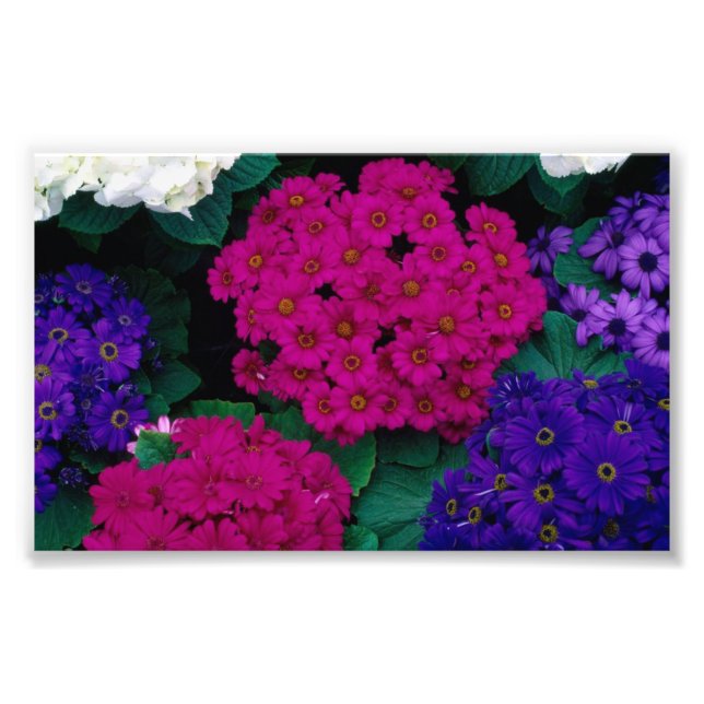 HYDRANGEAS DARK PINK PURPLES FLOWERS BEAUTY NATURE PHOTO PRINT (Front)