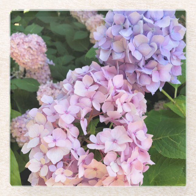 Hydrangeas Glass Coaster (Front)