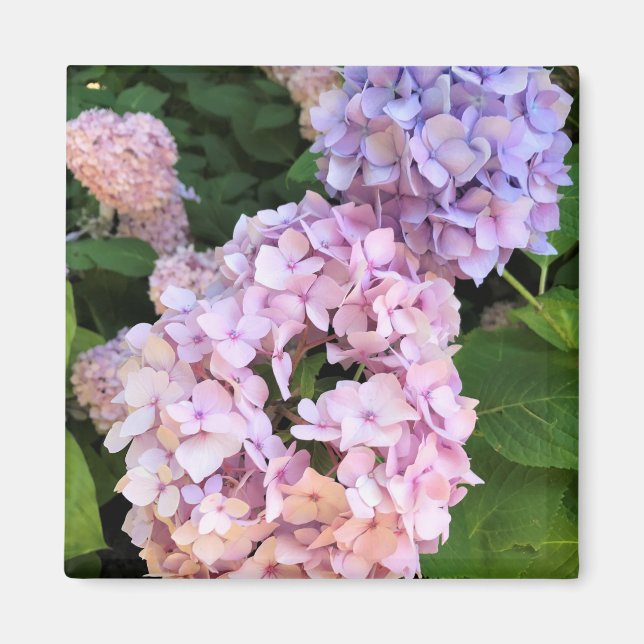 Hydrangeas Magnet (Front)