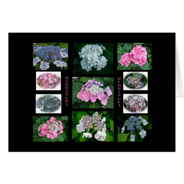 Hydrangeas on Parade (Front Horizontal)