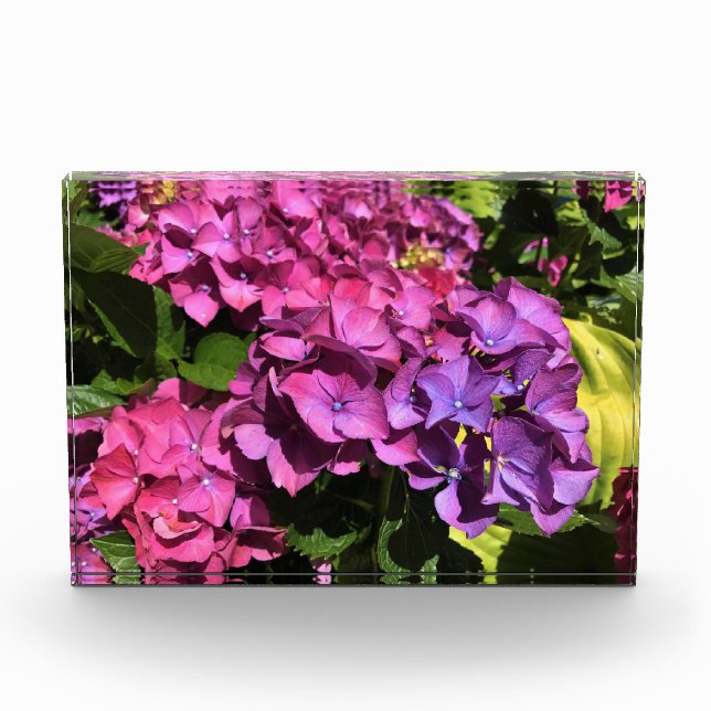 Hydrangeas Photo Block (Front)
