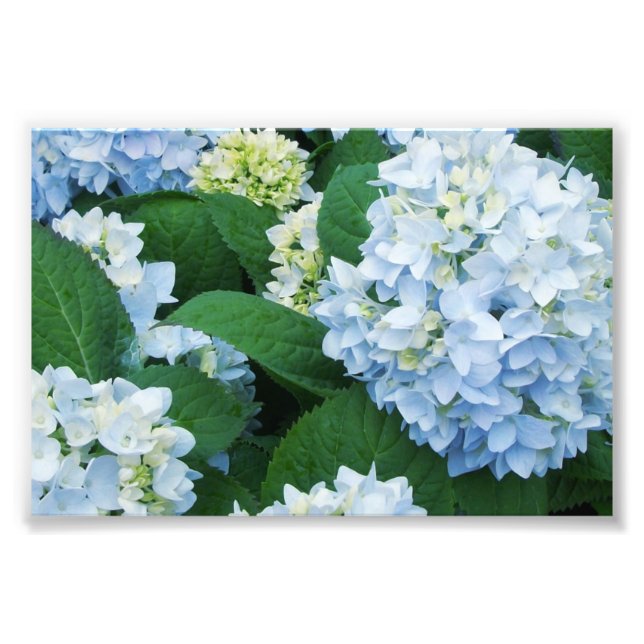 Hydrangeas Photo Print (Front)