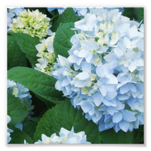 Hydrangeas Photo Print