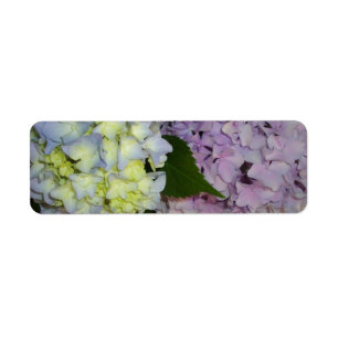 Hydrangeas pink purple blue