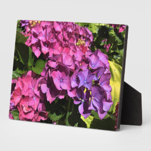 Hydrangeas Plaque