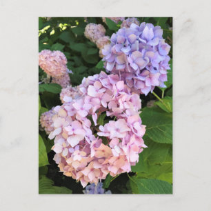 Hydrangeas Postcard