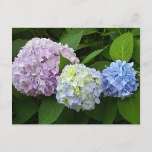 Hydrangeas Postcard