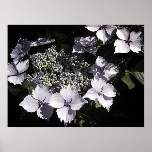 Hydrangeas Poster (Front)