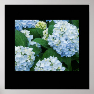 Hydrangeas Poster