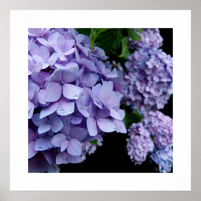 Hydrangeas Poster (Front)