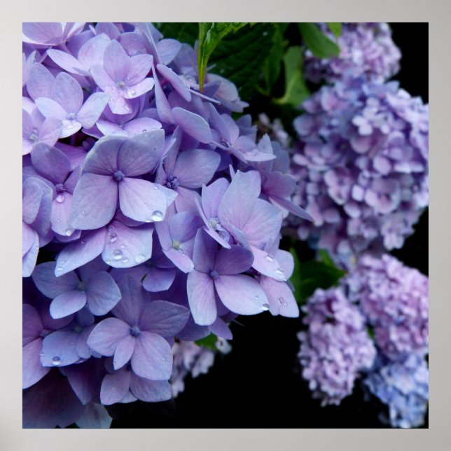 Hydrangeas Poster (Front)