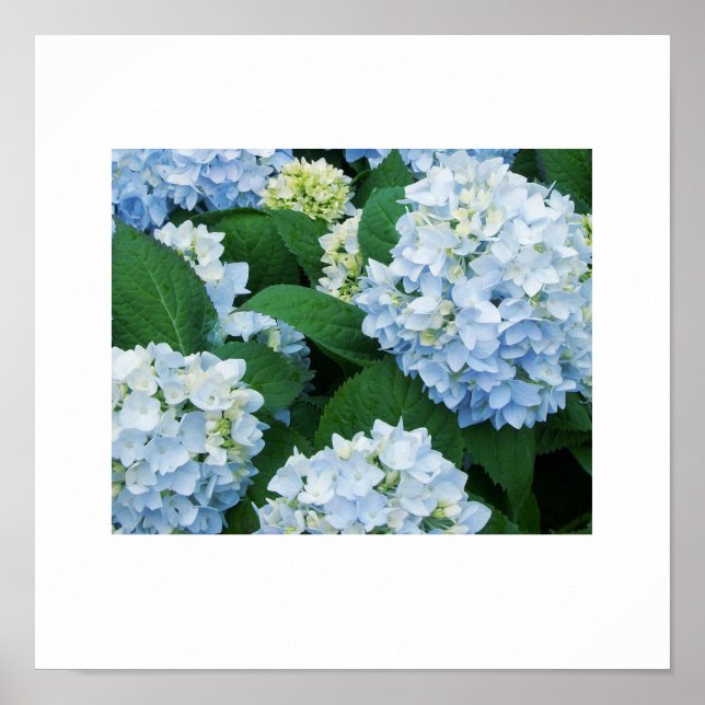 Hydrangeas Poster (Front)