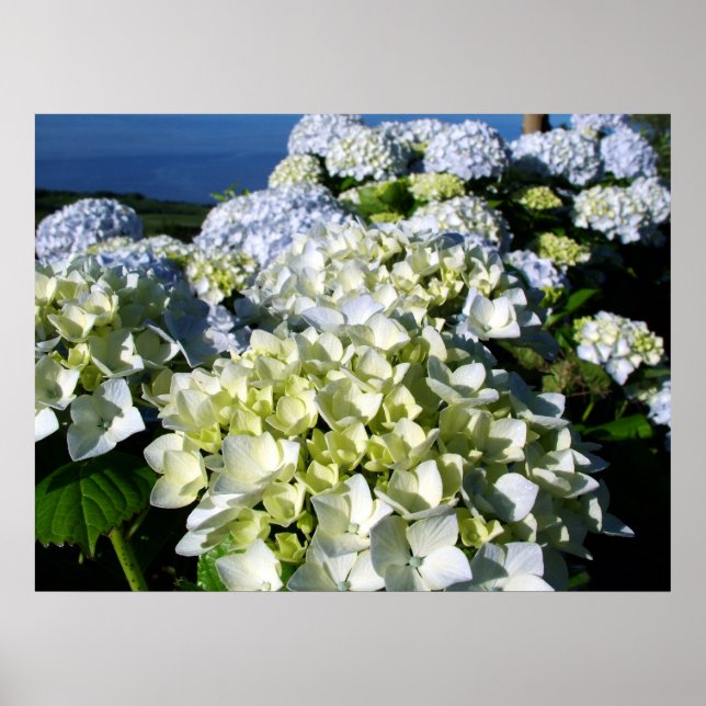Hydrangeas Poster (Front)