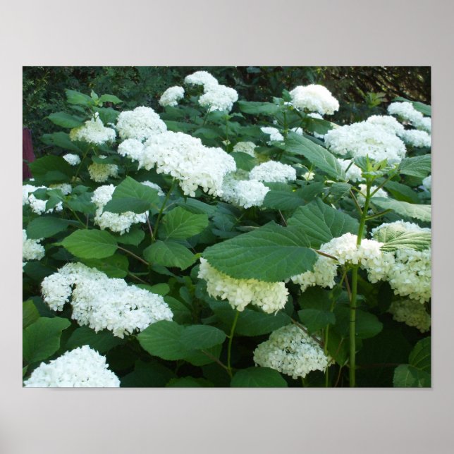 Hydrangeas-Snowball Bush and Leaves Poster (Front)