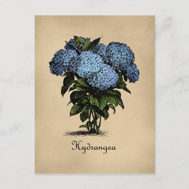 Hydrangeas Vintage Botanical Postcard (Front)