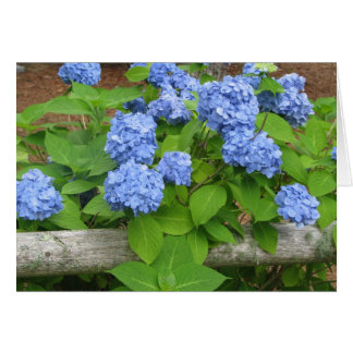 Hydrangias