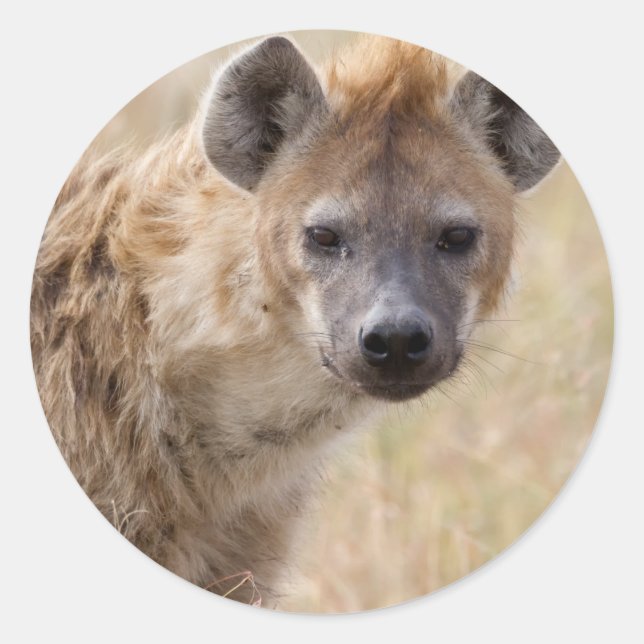 Hyena Classic Round Sticker (Front)