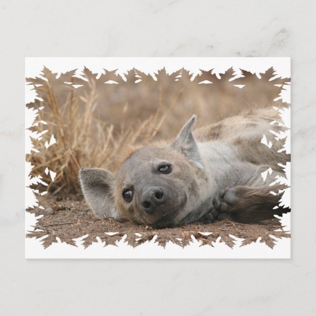 Hyena Picture Postcard (Front)