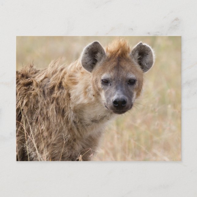 Hyena Postcard (Front)
