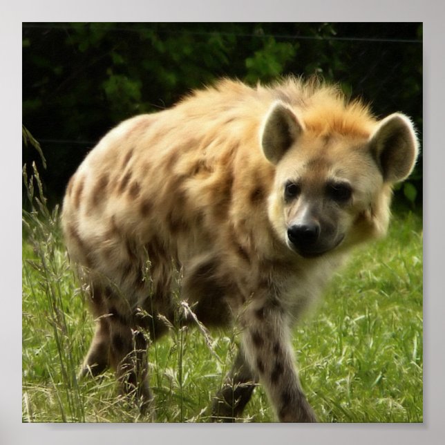 Hyena Poster Print (Front)