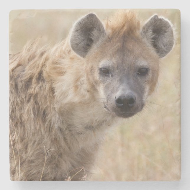 Hyena Stone Coaster (Front)