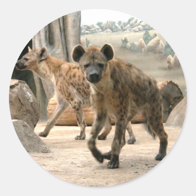 Hyena Takes A Look Sticker (Front)