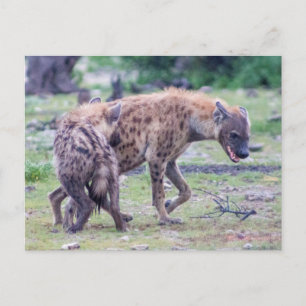 Hyena Wildlife of Africa Postcard