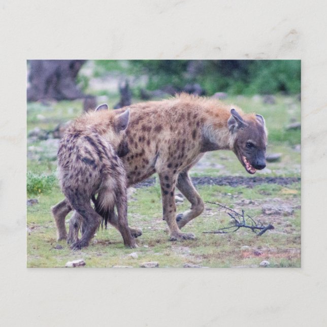Hyena Wildlife of Africa Postcard (Front)