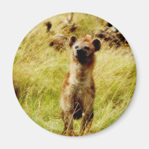 Hyena with wildebeest (gnu) magnet
