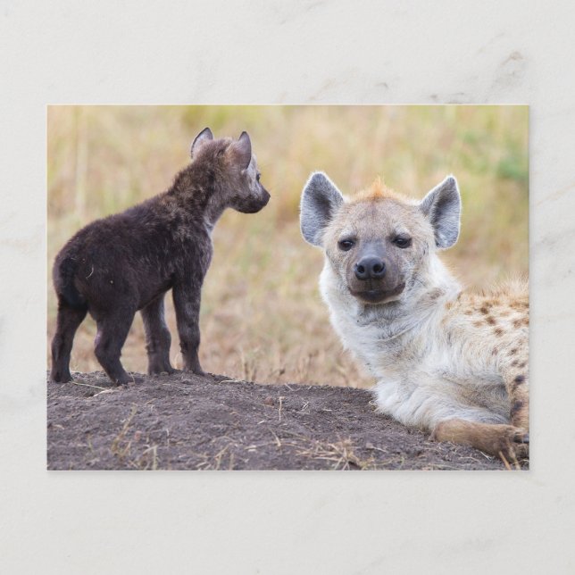 Hyena with young one postcard (Front)